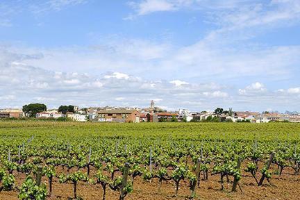 Viñedos en la barcelonesa localidad de Villafranca del Penedès