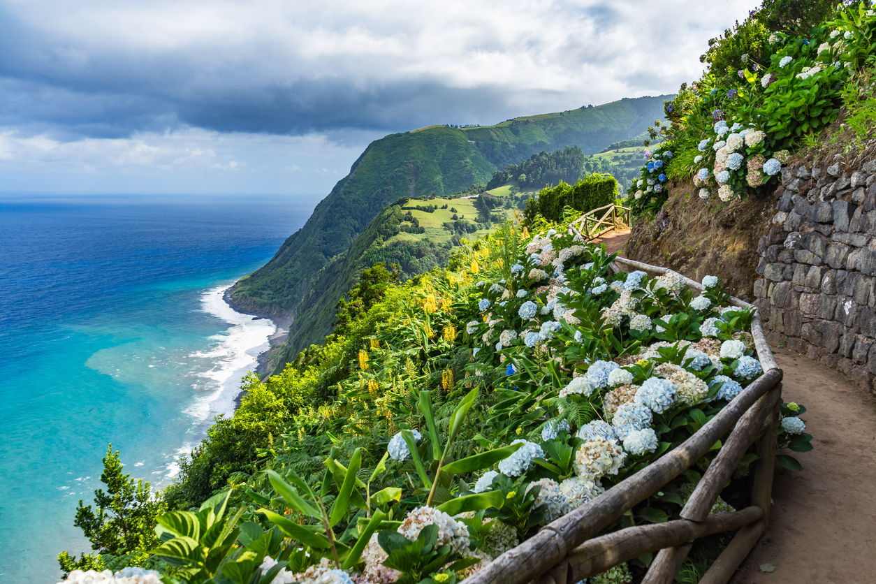 Hortensias en Isla de Flores, Azores (Portugal)